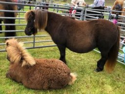 Gue Oliva and Gue Yeats